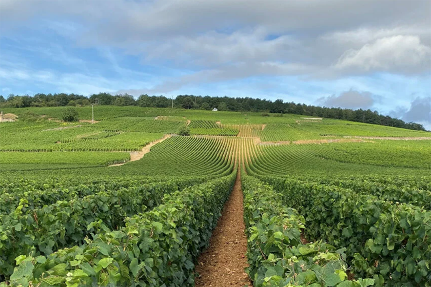 Domaine de la Romanée-Conti